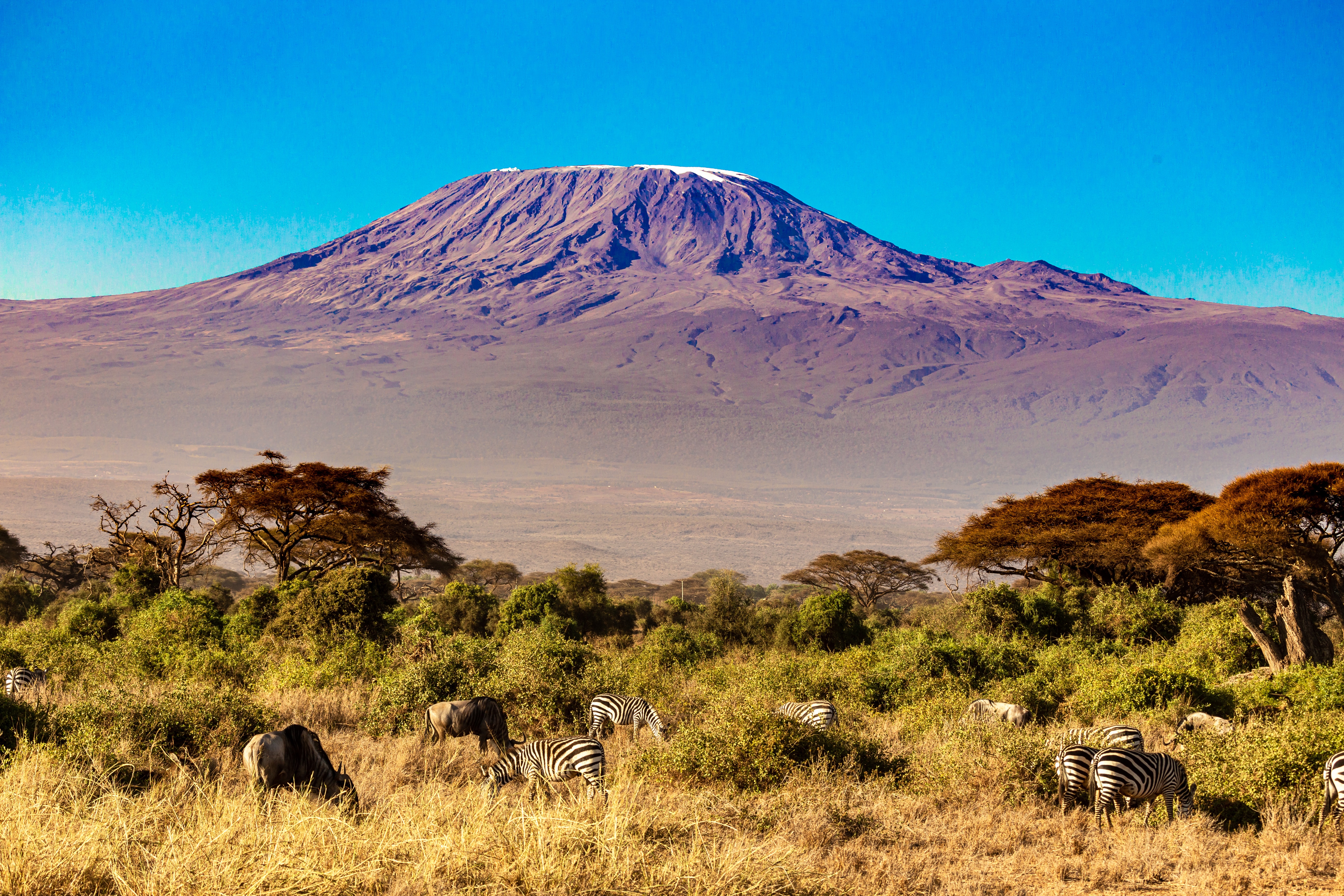 African Spotless