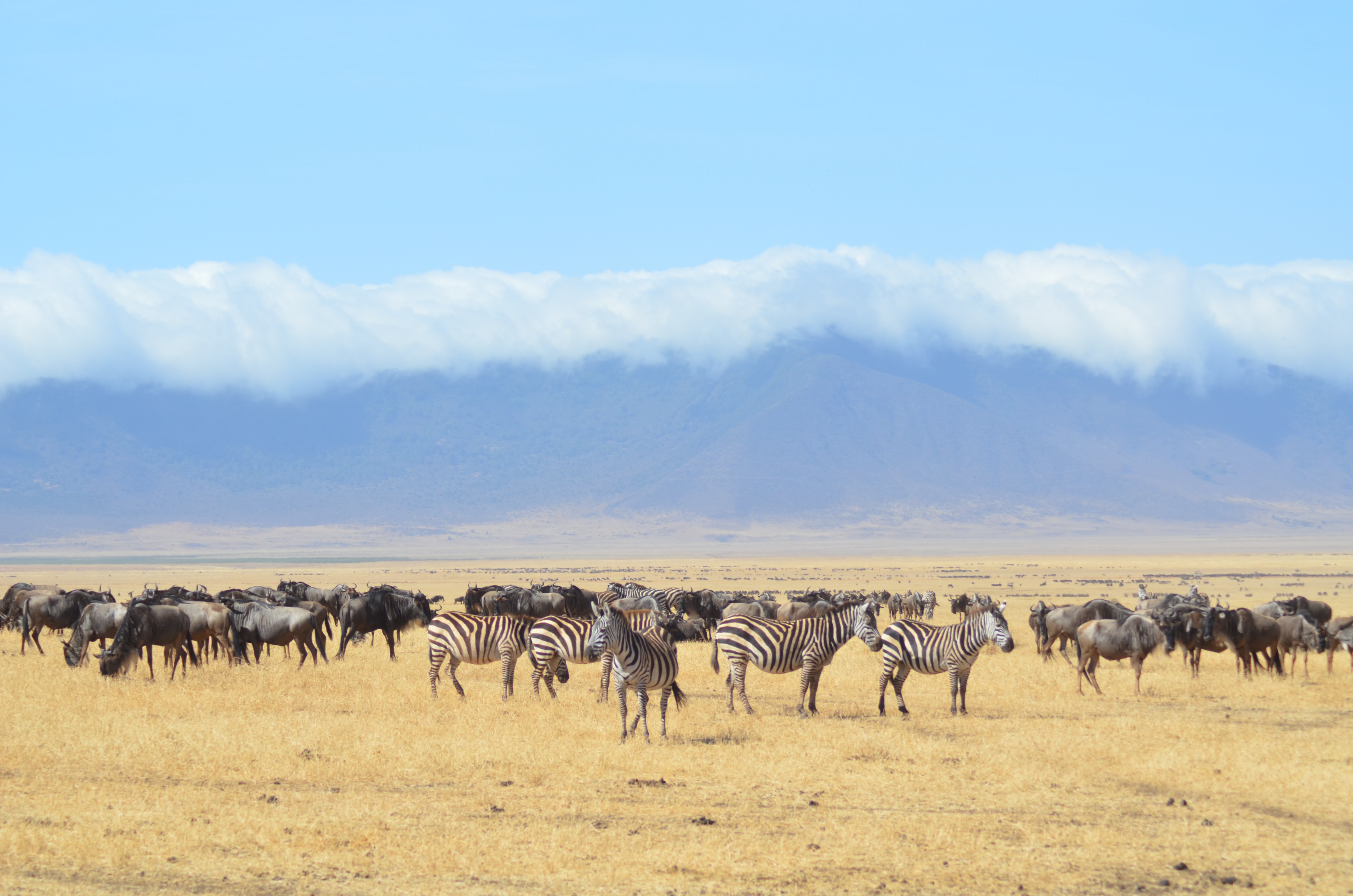 2 Day Tanzania Safari