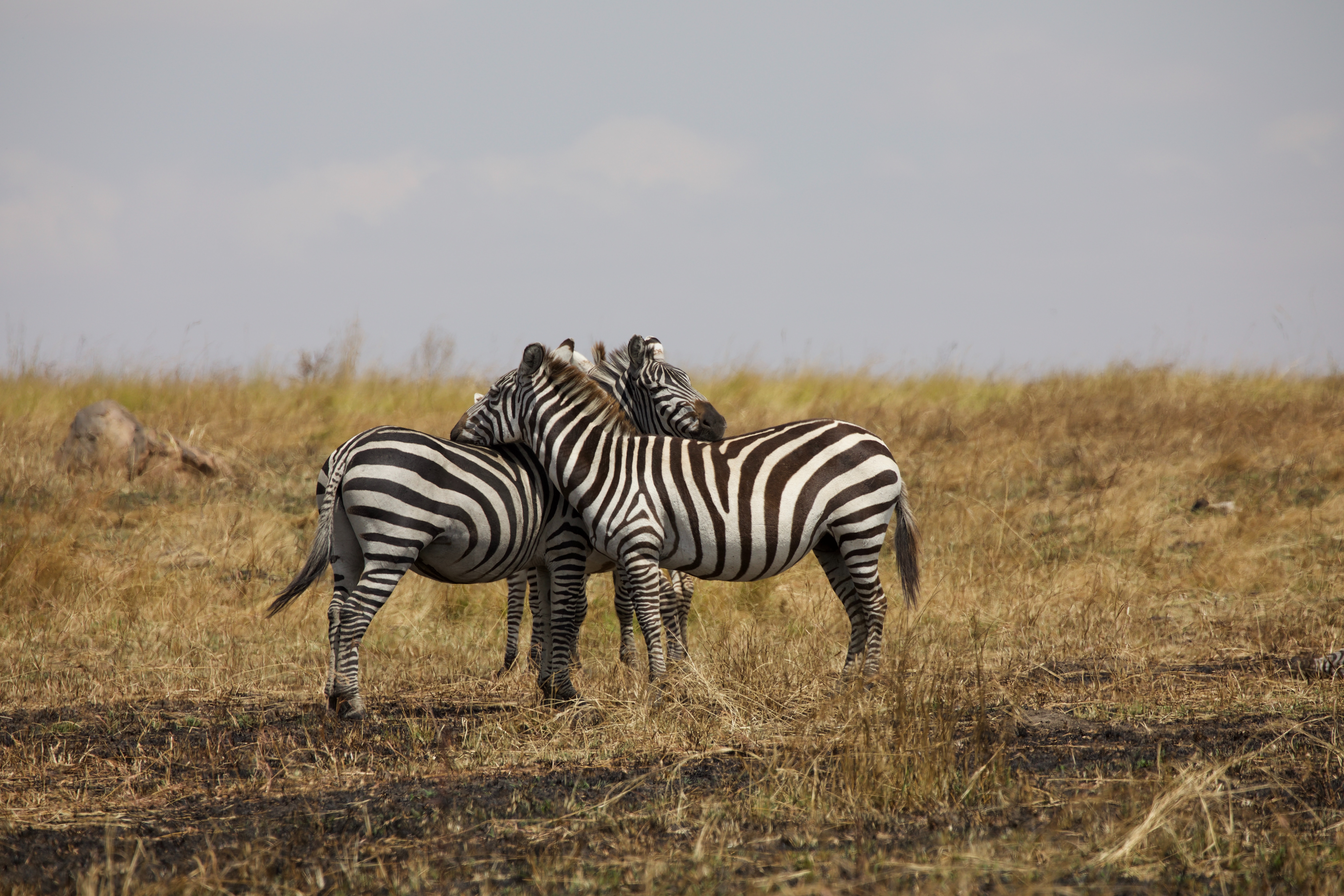 African Spotless