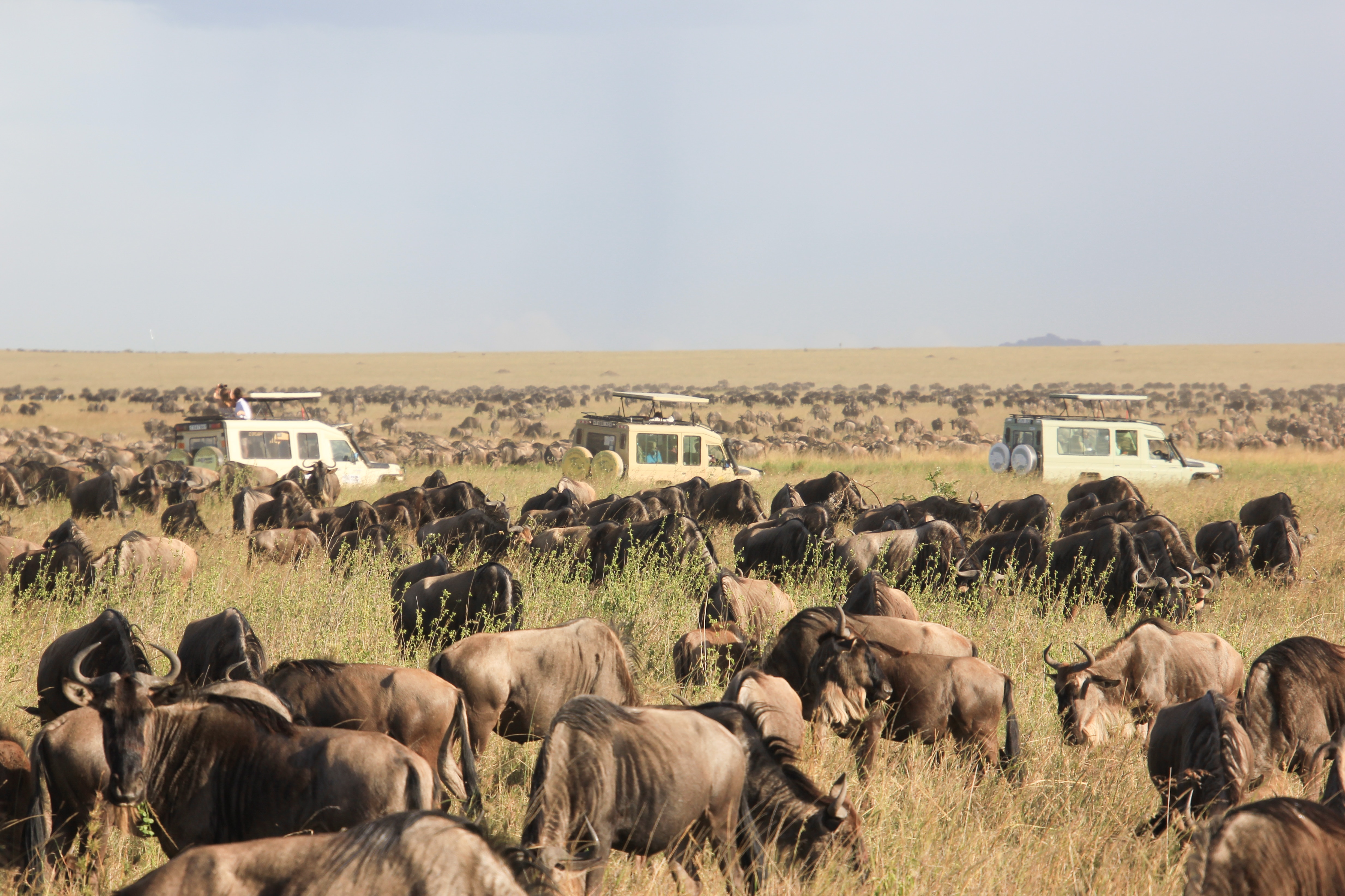2 Day Tanzania Safari
