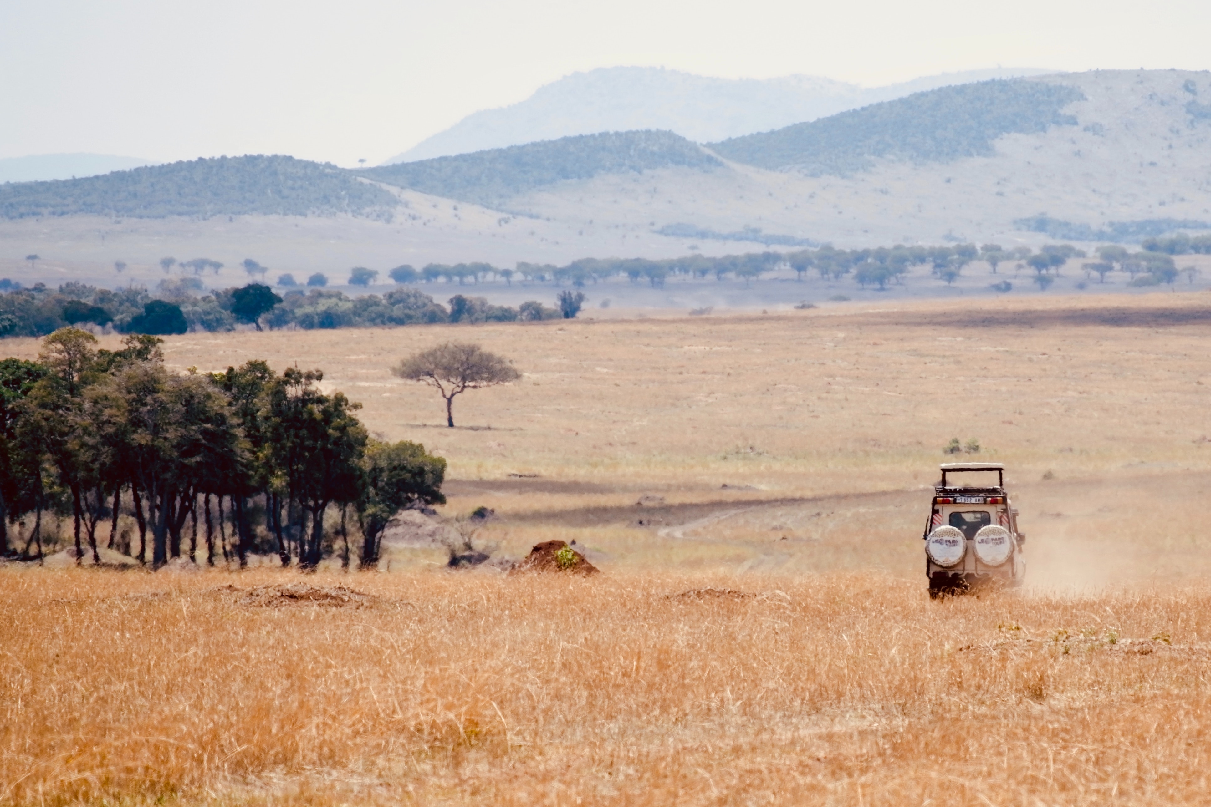 African Spotless